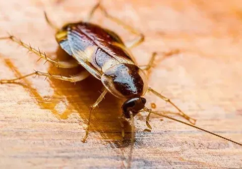 Cockroaches — New Market, TN — A&B Termite and Pest Control LLC