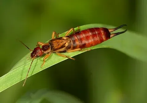 Earwig — New Market, TN — A&B Termite and Pest Control LLC