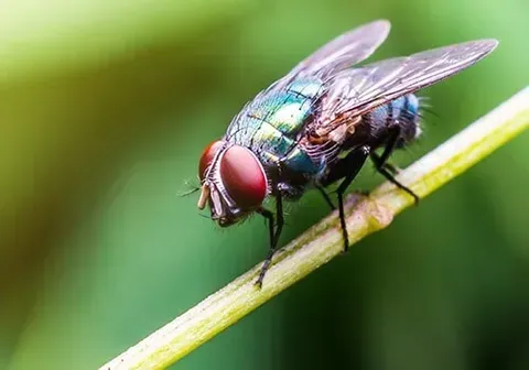 Flies — New Market, TN — A&B Termite and Pest Control LLC