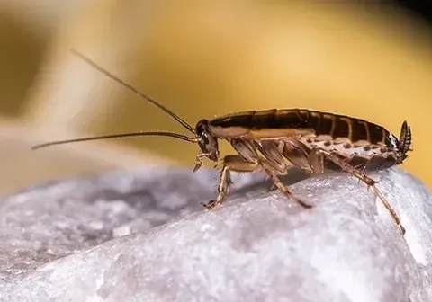 German Cockroaches — New Market, TN — A&B Termite and Pest Control LLC
