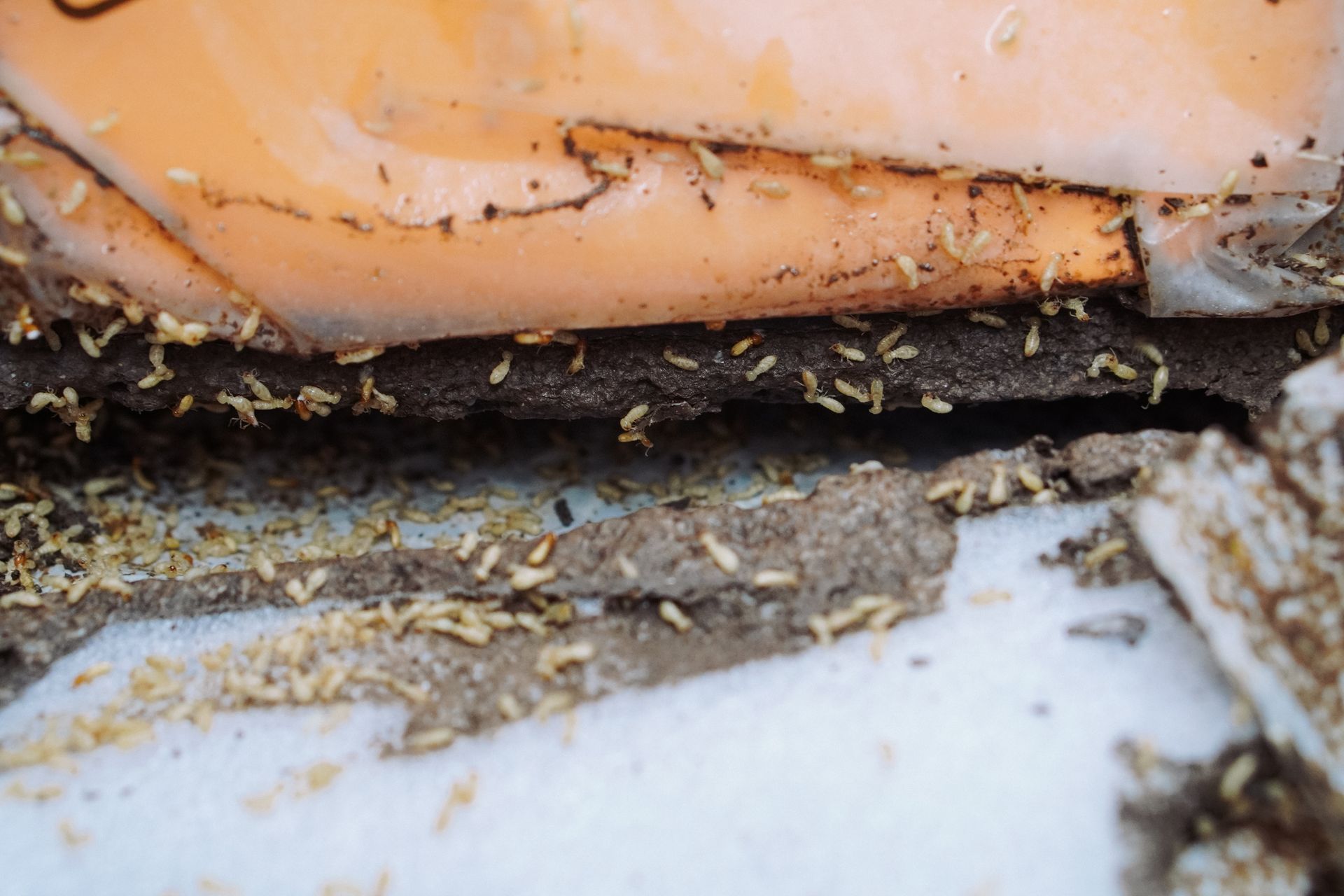 Termites swarming on a damaged wooden structure with visible dirt and debris around. Termites swarming on a damaged wooden structure with visible dirt and debris around.