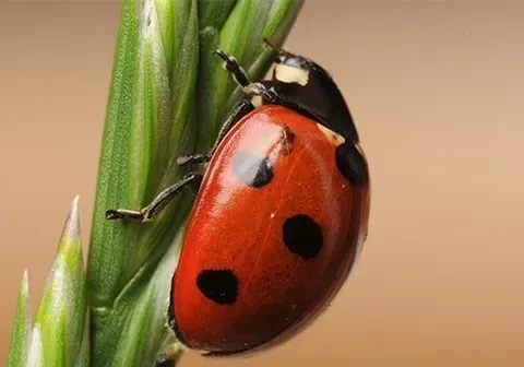 Lady Bug — New Market, TN — A&B Termite and Pest Control LLC