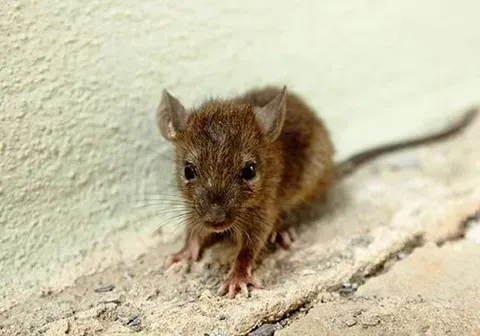 Mice — New Market, TN — A&B Termite and Pest Control LLC