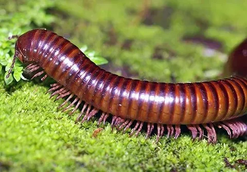Millipede — New Market, TN — A&B Termite and Pest Control LLC