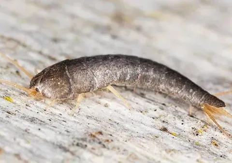 Silverfish — New Market, TN — A&B Termite and Pest Control LLC