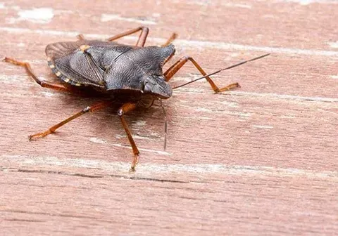 Stink Bug — New Market, TN — A&B Termite and Pest Control LLC