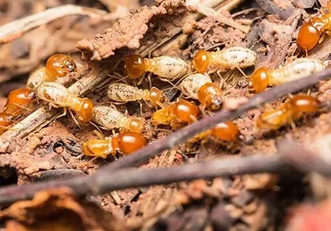 Termites — New Market, TN — A&B Termite and Pest Control LLC