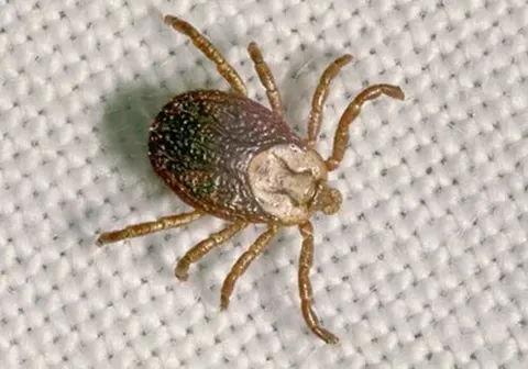 Ticks — New Market, TN — A&B Termite and Pest Control LLC