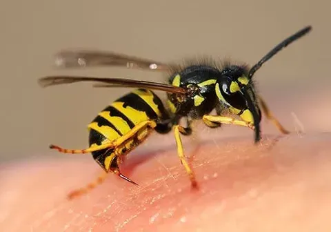 Wasps — New Market, TN — A&B Termite and Pest Control LLC