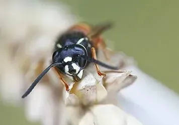 A Wasp — New Market, TN — A&B Termite and Pest Control LLC A Wasp — New Market, TN — A&B Termite and Pest Control LLC