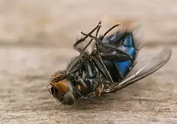 A Dead Fly — New Market, TN — A&B Termite and Pest Control LLC A Dead Fly — New Market, TN — A&B Termite and Pest Control LLC