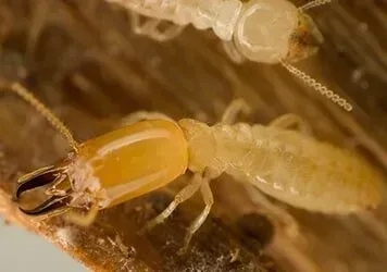 A Termite — New Market, TN — A&B Termite and Pest Control LLC A Termite — New Market, TN — A&B Termite and Pest Control LLC