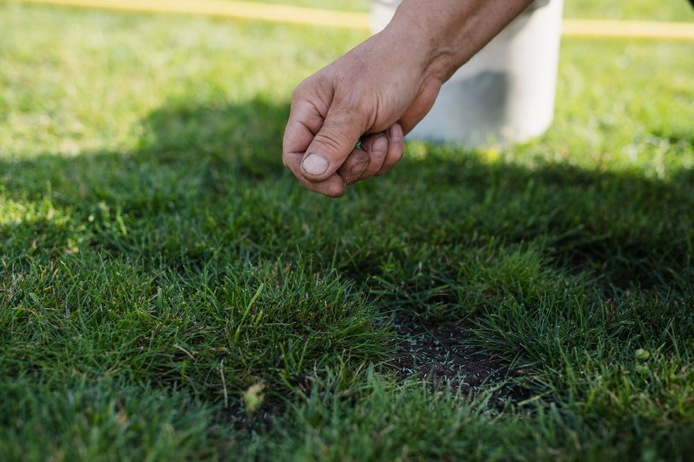 A person is spreading fertilizer on a lush green lawn.