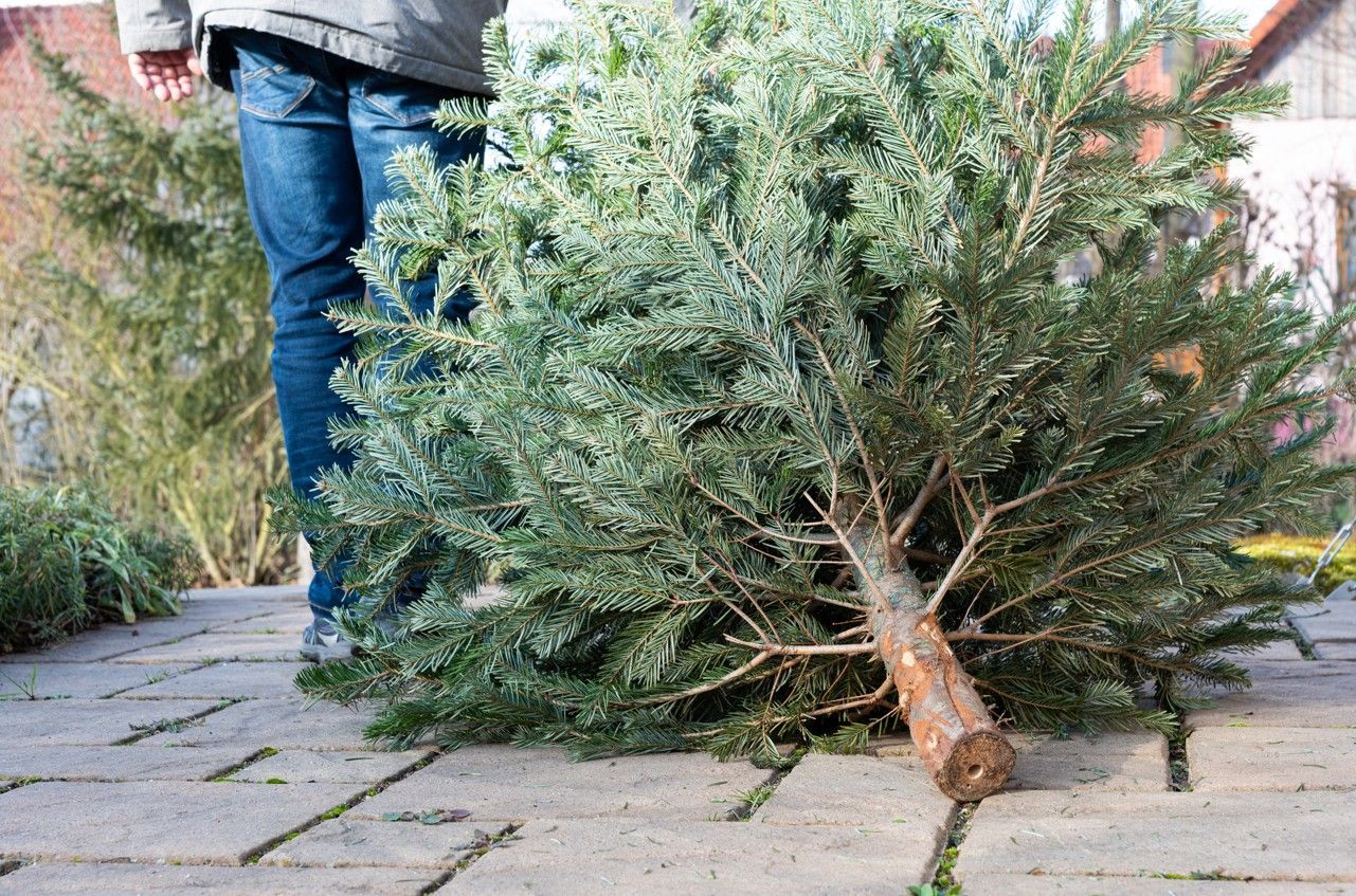 Person next to a felled Christmas tree on a brick surface.