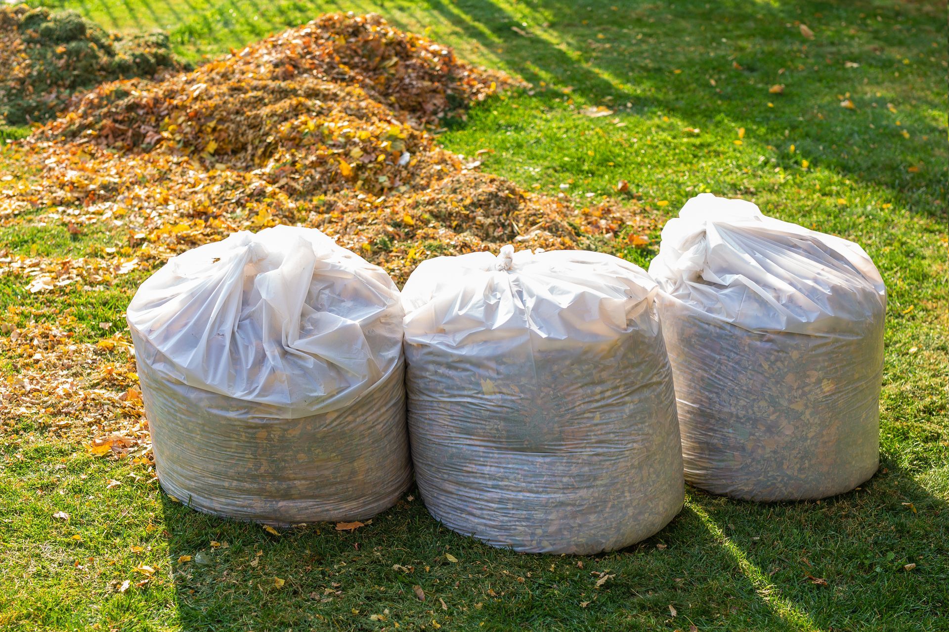 Three bags of leaves are sitting on top of a lush green lawn.