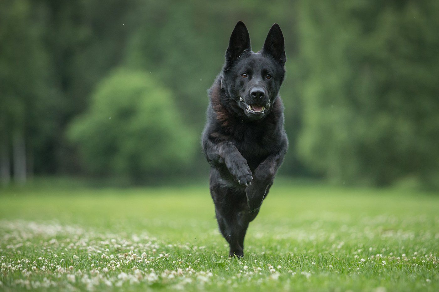 Obedience Training vs. Behavior Modification