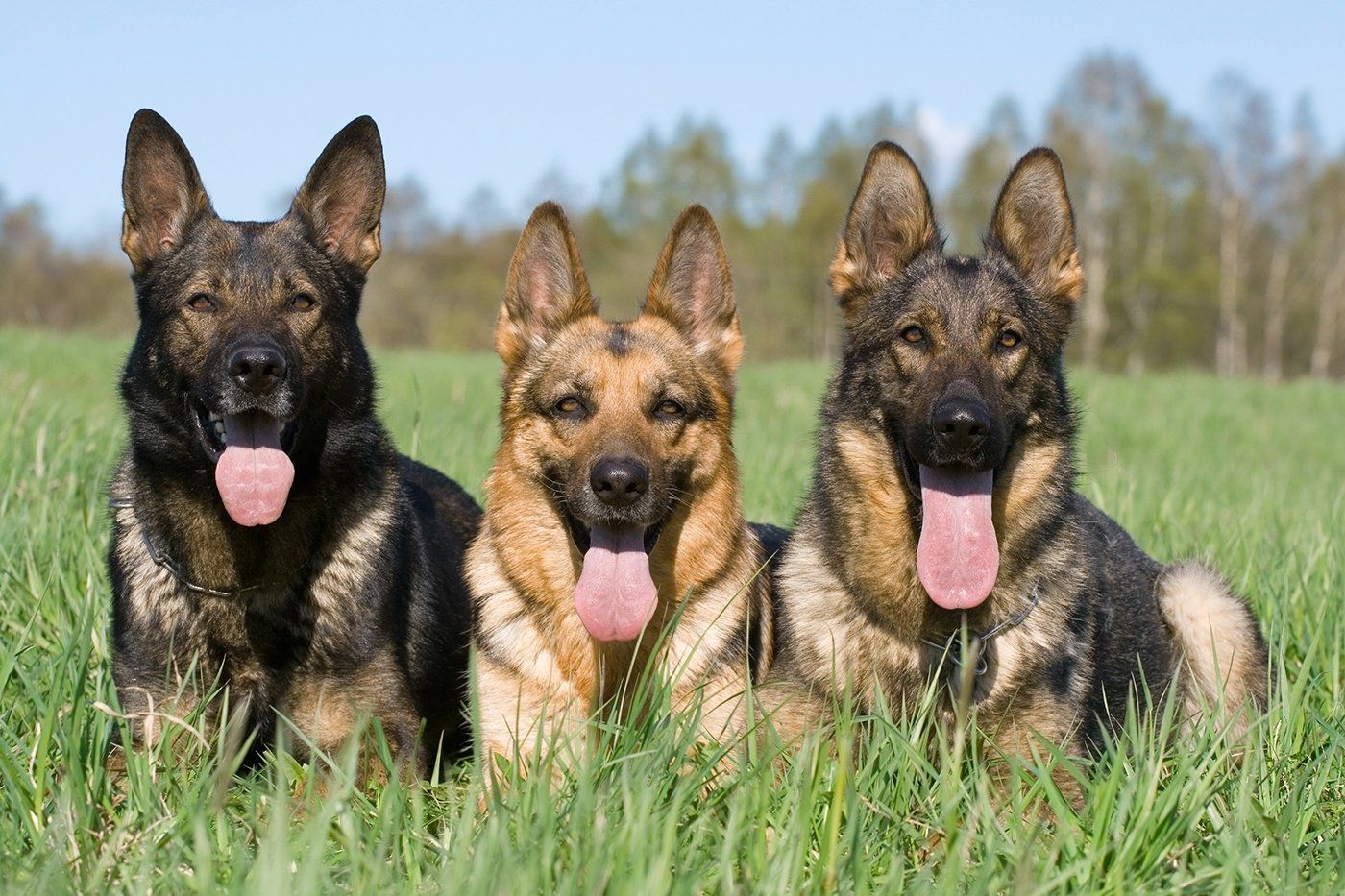 full contact protection dogs