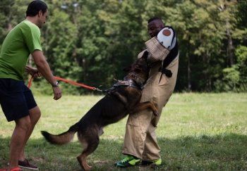 A dog trainer with a german shepherd dog in a field.