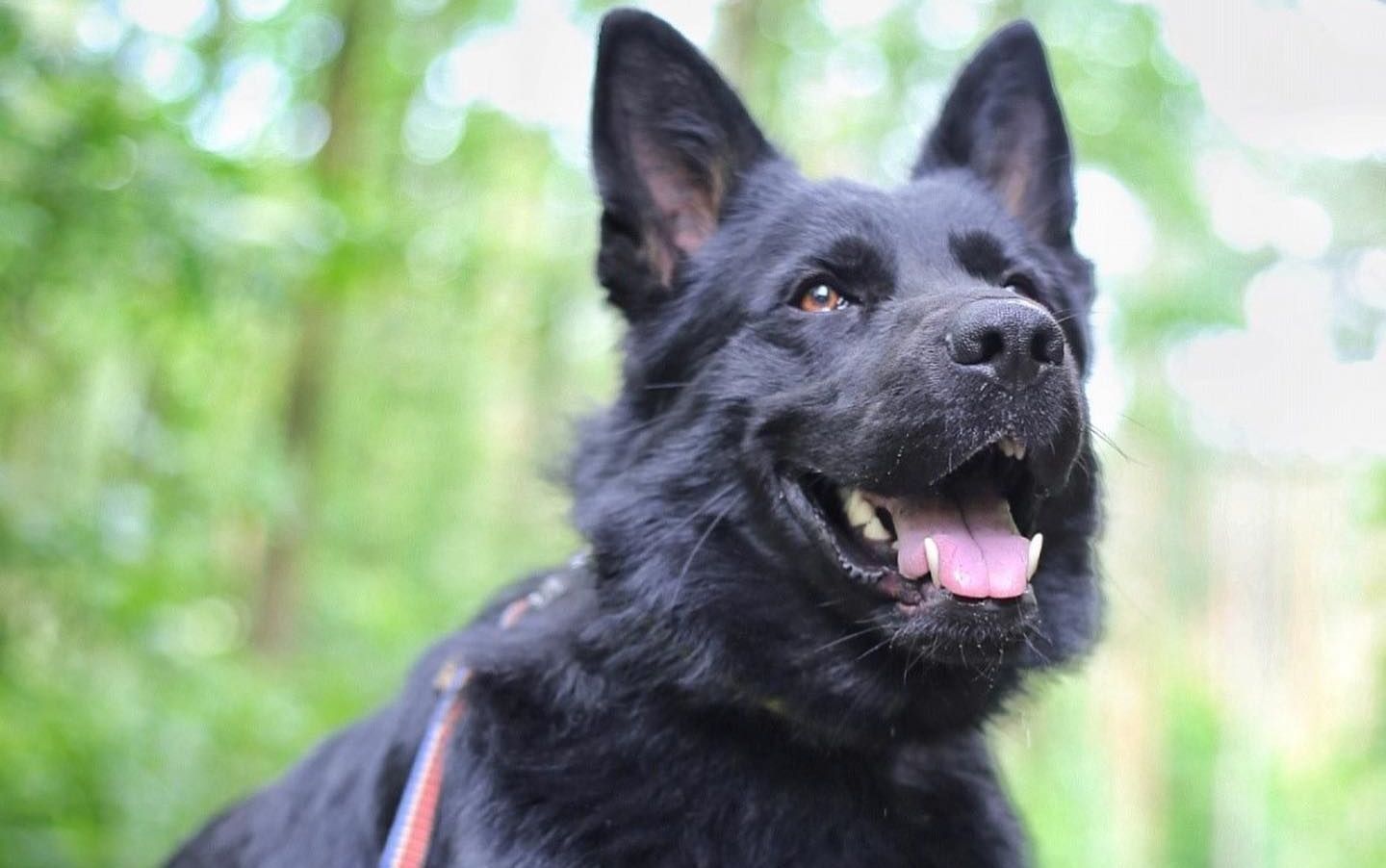 E-collar training