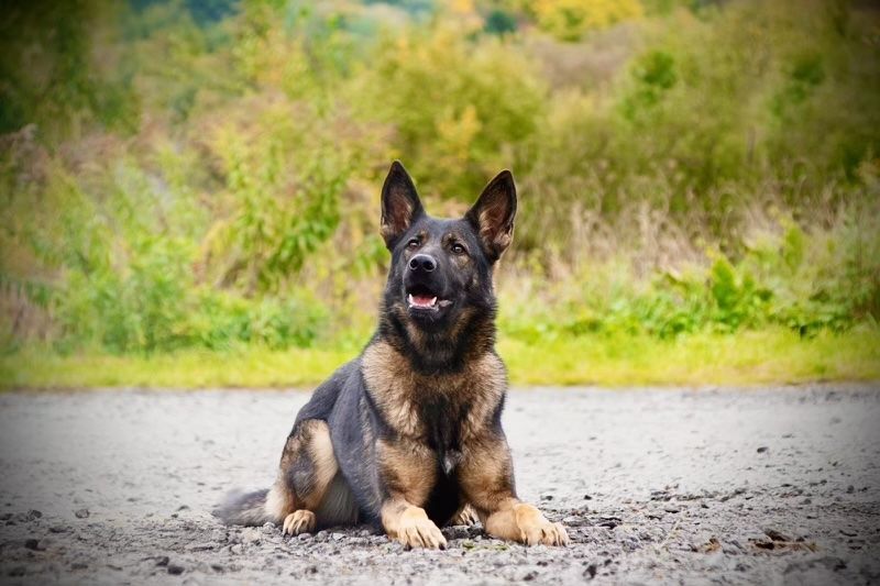 protection dog for sale