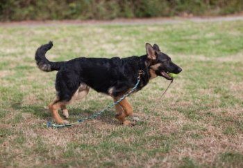 A german shepherd dog is walking on a leash in a field.