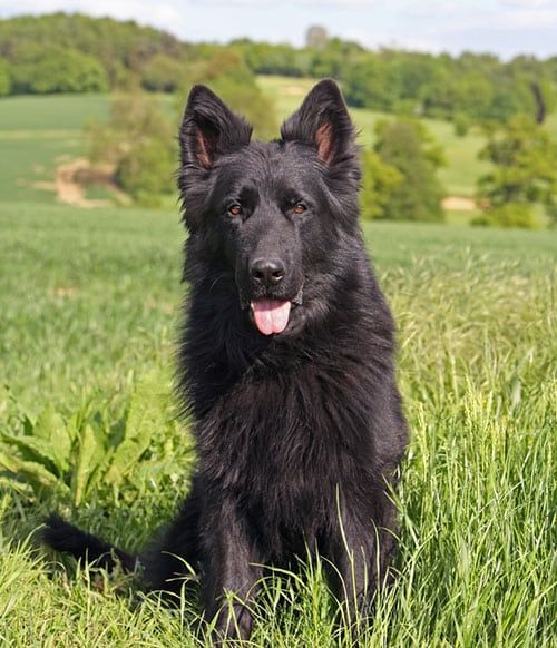 A black german shepherd dog is sitting in a grassy field.