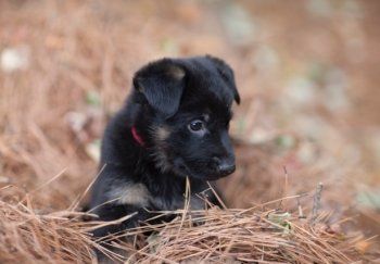A black German Shepherd puppy is laying in a pile of pine needles.