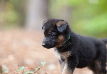 A small black and brown German Shepherd puppy wearing a green collar is standing on the ground.