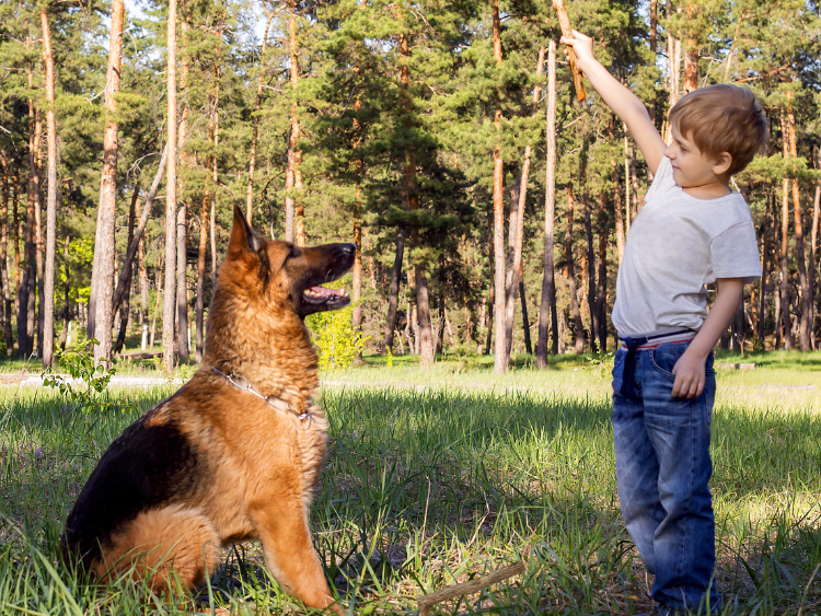 Buying a protection dog Buying a protection dog