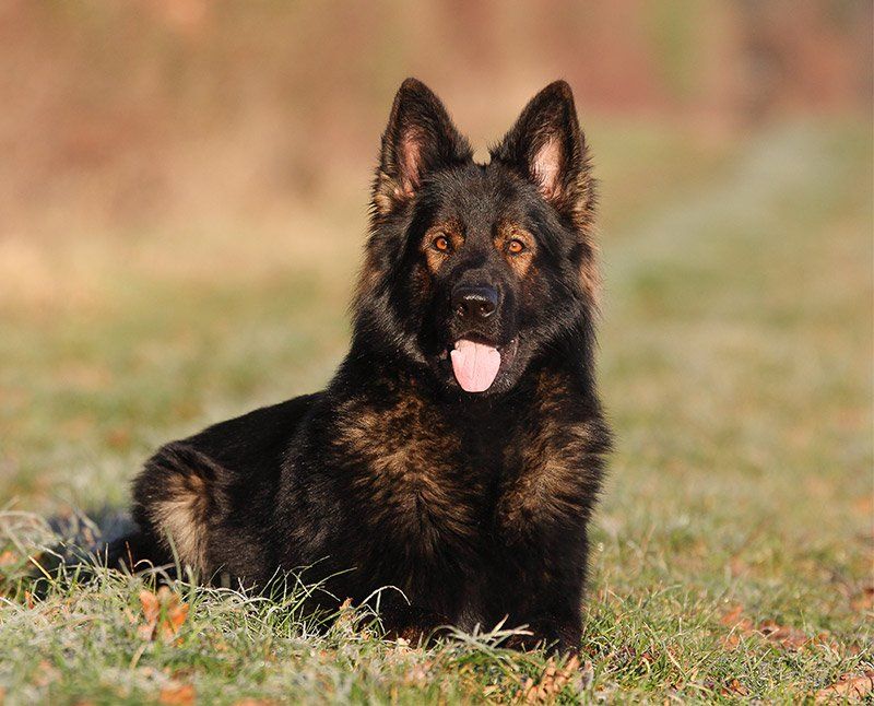 Cesar german shepherd