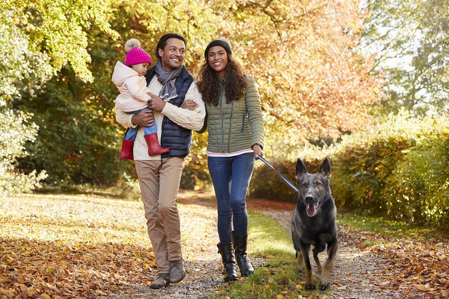 Dog Training Atlanta Protection Dog Sales Full Contact K9