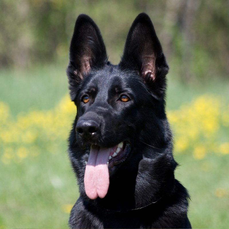 Trained Family Protection Dogs | Full Contact K9