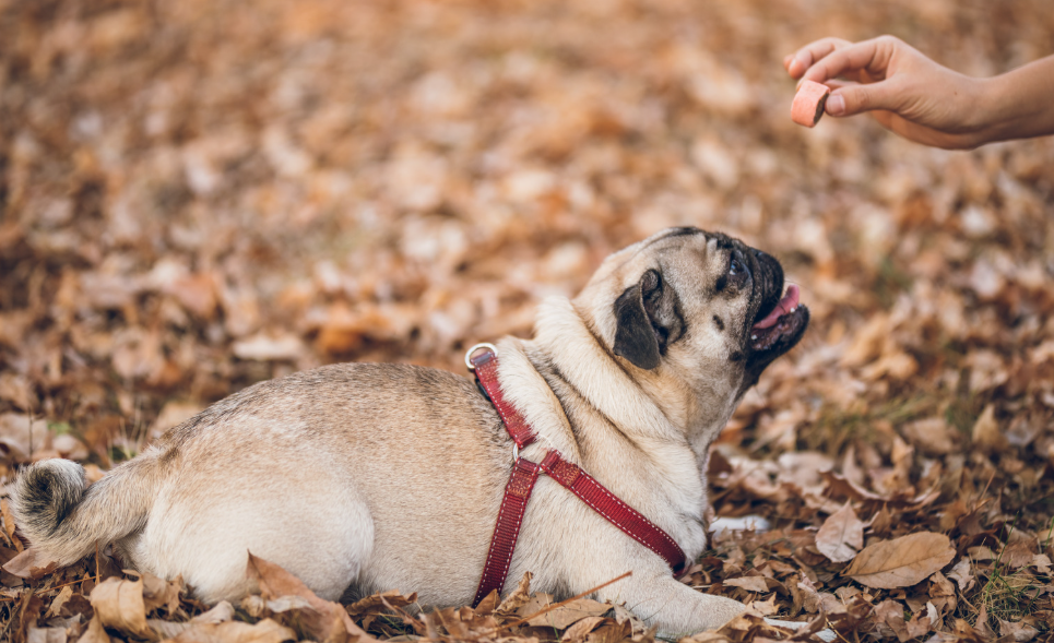Rewarding dog 
