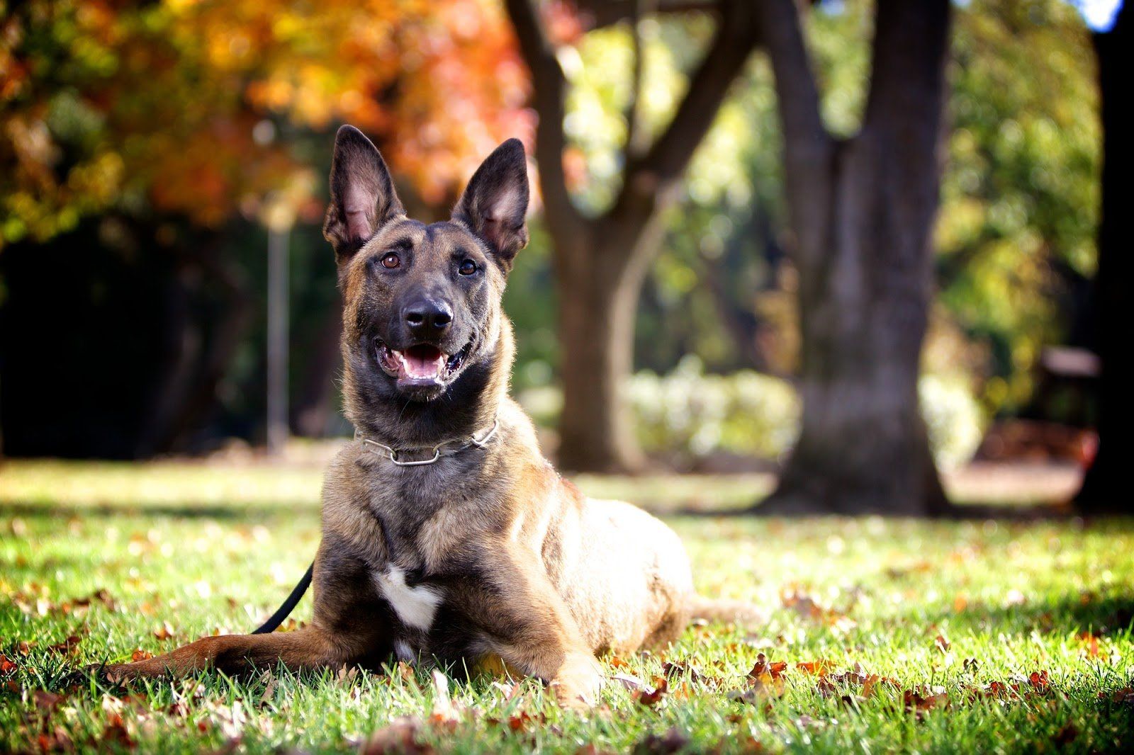 Protection Dog vs Burglar Alarm