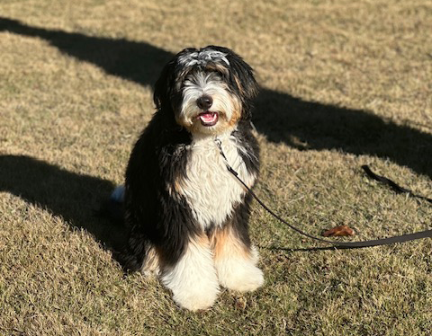 Tri-colored Bernedoodle sits in grass, leash attached. Black, white, and brown fur, tongue out. Shadow behind.