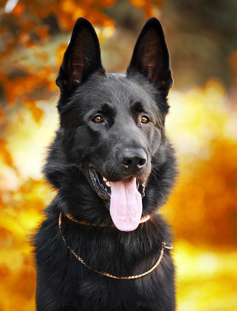 Cesar german shepherd