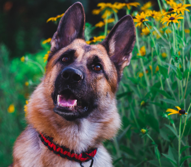 how-much-does-a-trained-protection-dog-cost