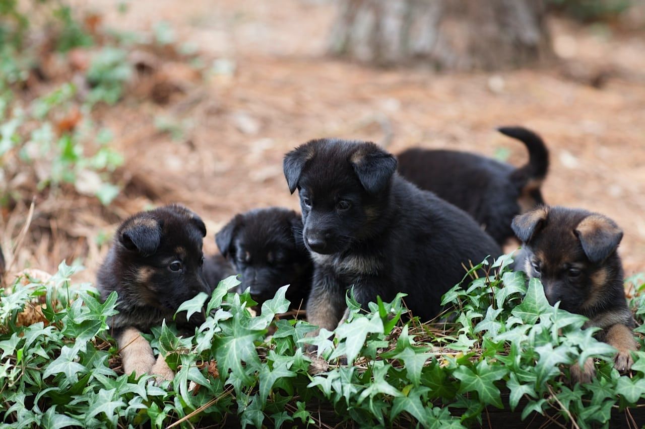 german shepherd puppies playing in ivy