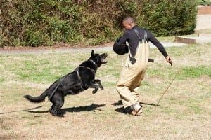 Dog Training Services Gustine CA