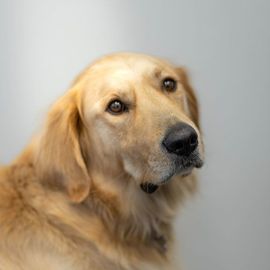 Odie - Brand Ambassador Odie - Brand Ambassador
