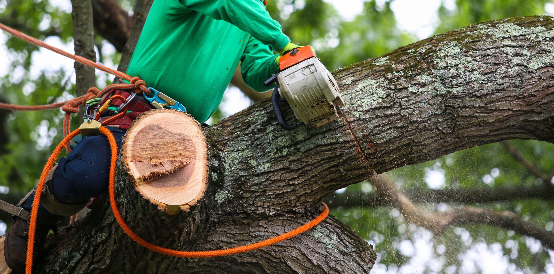 Emergency Tree Services in Roanoke, VA