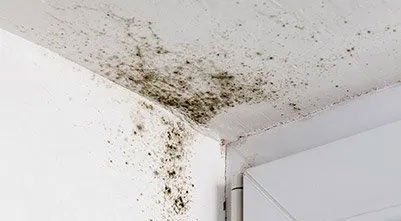Follow these steps if you've found black mold in your home to keep yourself  safe
