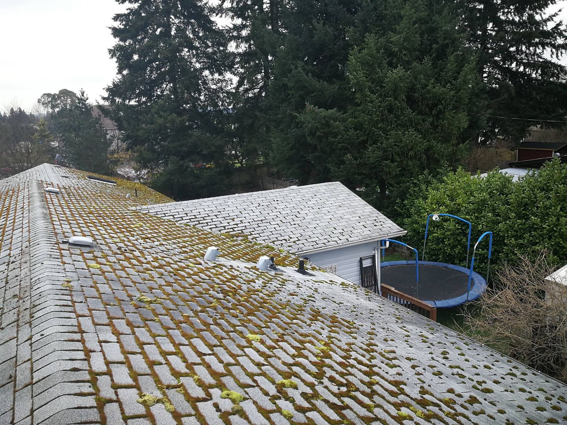 moss covered shingles