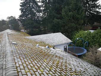 moss covered shingles