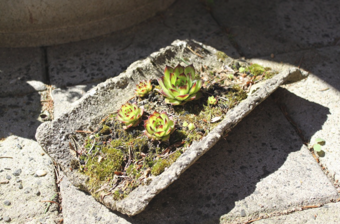 moss and succulents growing on a cement shingle