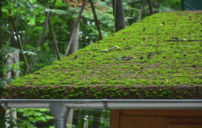 moss covered asphalt shingles