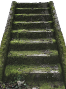 cement steps covered in green moss