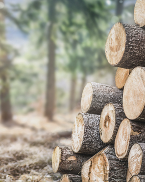 Auf einer Waldlichtung gestapelte Baumstämme, im Hintergrund verschwommene Bäume.