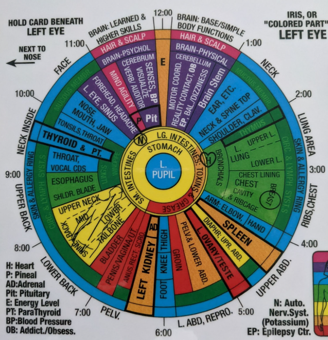 the-iridology-chart-for-both-the-right-and-left-download-57-off