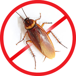 Roaches Pest Control